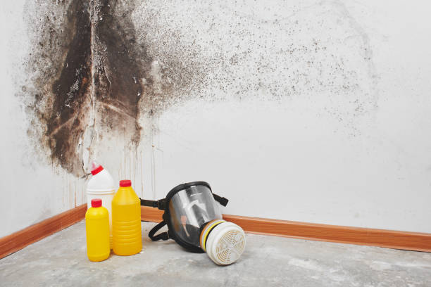Best Mold Cleaning Services  in San Dimas, CA