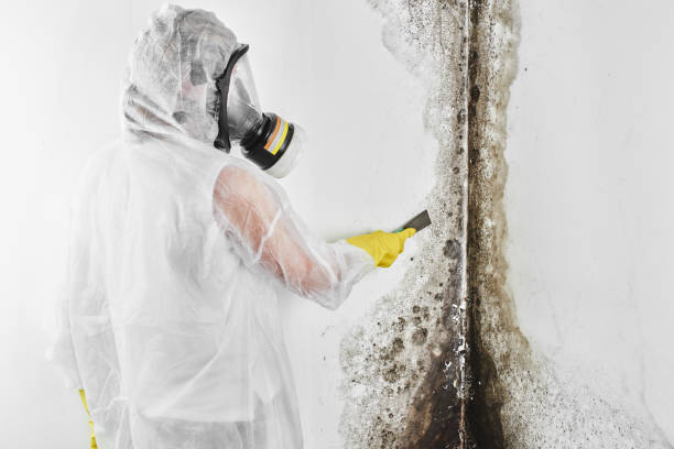 Best Attic Mold Removal  in San Dimas, CA