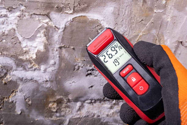 Best Professional Mold Removal  in San Dimas, CA
