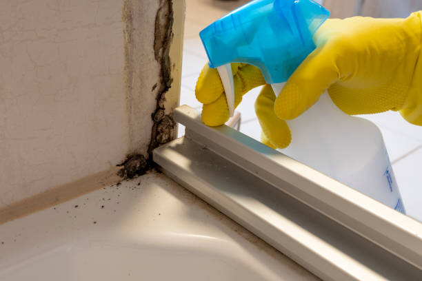 Best Emergency Mold Removal  in San Dimas, CA