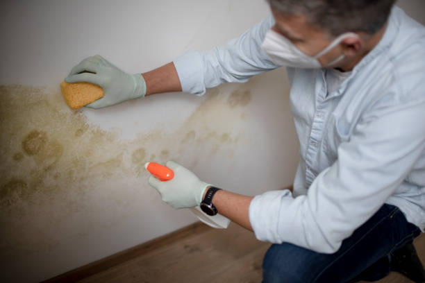 Best Same-Day Mold Removal  in San Dimas, CA