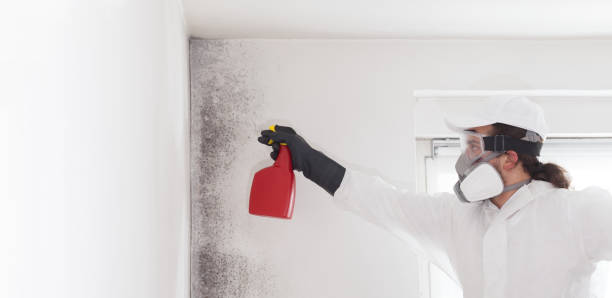 Best Fast Mold Removal  in San Dimas, CA