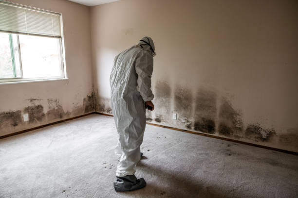 Trusted San Dimas, CA Mold Removal Experts
