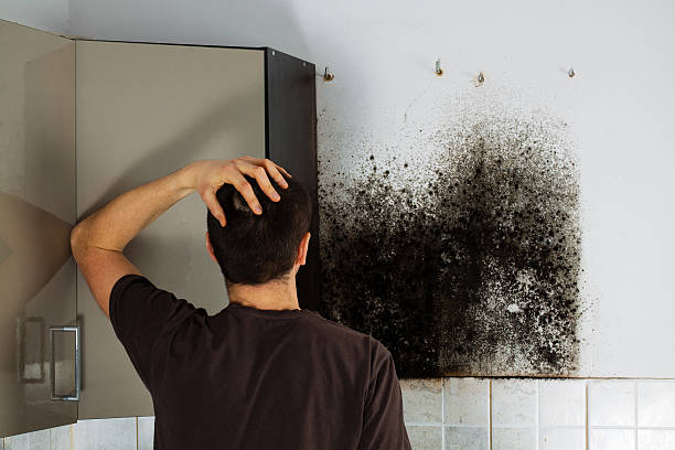 Best Mold Removal Specialists  in San Dimas, CA