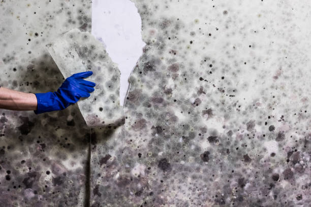 Best Mold Remediation  in San Dimas, CA