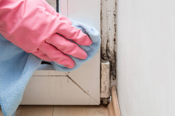 Best Local Mold Removal Service  in San Dimas, CA
