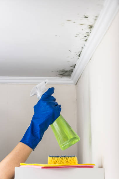Best Mold Testing  in San Dimas, CA