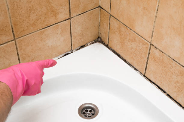Best Black Mold Removal  in San Dimas, CA